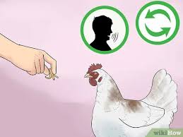 Start training in a protected, fenced in area put up a temporary fence and let your chickens out of their pen into the enclosed area. 4 Ways To Train Chickens Wikihow