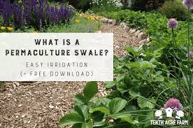 what is a permaculture swale irrigate