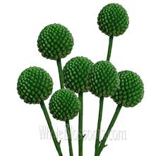 Maybe you would like to learn more about one of these? Craspedia Craspedia Flower Billy Balls Flowers Near Me Flowers