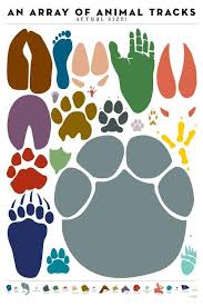 An Array Of Animal Tracks Actual Size Roar Camp Theme