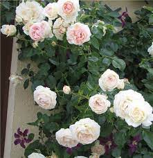 rosier mon jardin ma maison grimpant