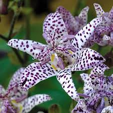 Image result for japanese lilies
