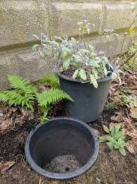 pot garden learn about burying pots