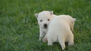 The dogs were so sweet and well loved, happy and cared for. White Husky Puppies Stock Footage Video 100 Royalty Free 1015162099 Shutterstock