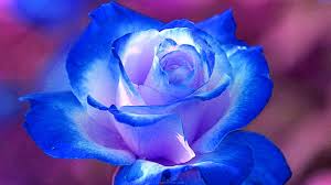 blue nature love beauty rose flowers