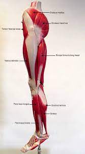 They are attached to bones, and the movement of the heart is outside of conscious control, and it contracts. Labeled Muscles Of Lower Leg Yahoo Search Results Human Body Anatomy Leg Muscles Anatomy Muscle Anatomy