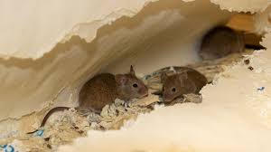 Pest Advice For Controlling Mice