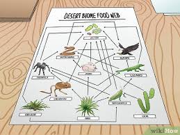 how to draw a food web 11 steps with