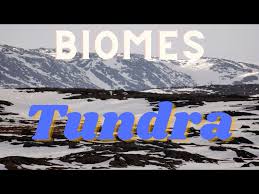 the arctic tundra biome you