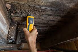 home inspection reveals mold now what