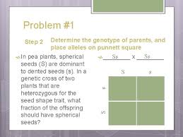 Now kids of all ages can learn to. How To Make A Punnett Square A Step