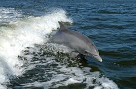 Image result for the bottlenose dolphin