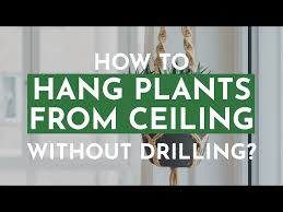 to hang plants ceiling without drilling
