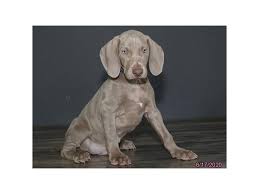 Browse thru our id verified puppy for sale listings to find your perfect puppy in your area. Weimaraner Dog Female Gray 2373841 Petland Racine Wi