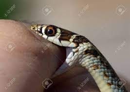 イタリアの若い緑の鞭ヘビ(ヒエロフィウス・ビリジフラヴス)が人間の指を噛むの写真素材・画像素材 Image 96174337
