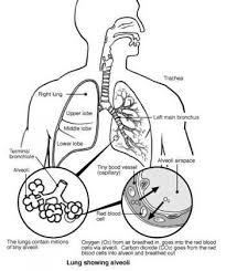 And dale epub download download read anatomy and physiology coloring workbook answers chapter 13 the respiratory system ebook download showcase. Image Result For Structure Of The Lung Worksheet Respiratory System Anatomy Respiratory Respiratory System