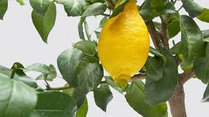 Complete Guide To Lemon Tree Care