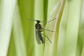 How To Spot And Treat Soil Gnats