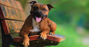 The staffordshire bull terrier is rugged, energetic, and impulsive. Staffordshire Bull Terrier Breeders Australia Staffordshire Bull Terrier Info Puppies