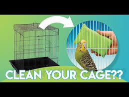 how to properly clean your bird s cage