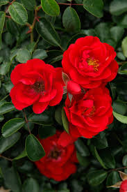 in pot red flower carpet scarlet