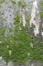 How To Remove Moss From Concrete 6