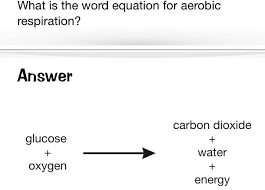 Aerobic Respiration Equation Anatomy