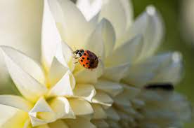 ladybugs help keep your house plants