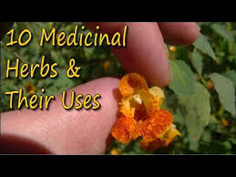 10 Medicinal Plants Their Uses