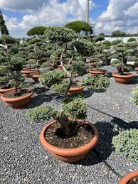 blue carpet juniperus squamata