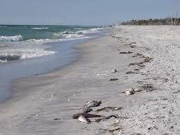Red Tide Off Floridas Gulf Coast Finally Disappearing Npr