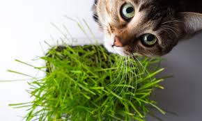 Best Houseplants When You Own A Cat