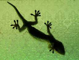 lizards indoors for pest control