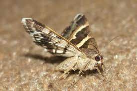 a moth free carpet for your new forest
