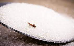 how to get rid of sugar ants a simple
