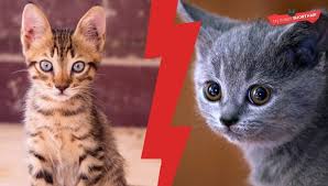 Moreover, if you are looking for something exquisite like a show/breeding quality bengal, it will cost you significantly more. British Shorthair Vs Bengal Getting Your First Cat My British Shorthair