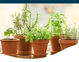 How To Grow Herbs Indoors The Easy Way