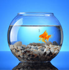 The Other Side of the Fish Tank Virtual Class | Annette Rugolo gambar png