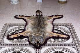 taxidermy rug coyote stuffed