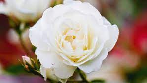 the best white roses for nz gardens