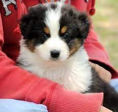 The australian shepherd is a breed of herding dog that was developed on ranches in the western united states. Australian Shepherds Of Oregon Mckenzie River Aussies Of Oregon