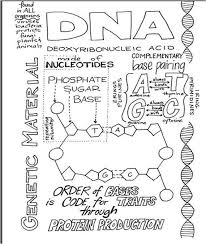 Each strand of dna acts as a template for synthesis of a new, complementary strand. Items Similar To Dna Summary Sheet Handout Or Poster On Etsy Bullet Journal Doodles Journal Lettering