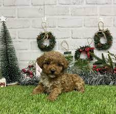 missy the toy poodle puppies of indiana