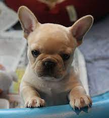 Check out our breed information page! Tahoma French Bulldogs Bulldog French Bulldog Puppies Cute Dogs Images