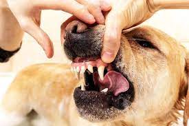 Jak oduczyć psa gryzienia rąk i nóg – metody na przyczyny