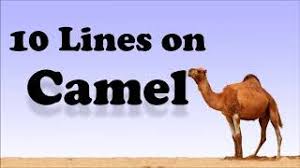 The name camel comes to english via the greek κάμηλος (kámēlos) from the hebrew gamal or arabic jamal. 10 Lines On Camel In English For Children And Students
