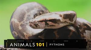 Pythons 101