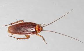 how to get rid of roaches in your home