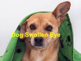 help my dog has a swollen eye