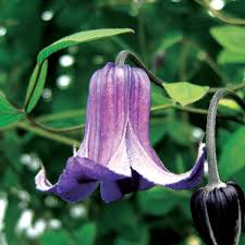 There are three main classes of clematis when it comes to pruning: Clematis Jan Fopma Clearview Horticultural Products